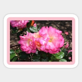 Pink Rose Sticker